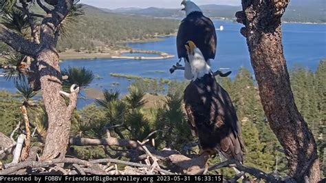 southwest florida eagle cam live|jackie and shadow live eagle cam.